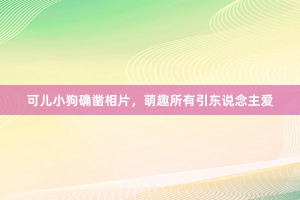 可儿小狗确凿相片，萌趣所有引东说念主爱